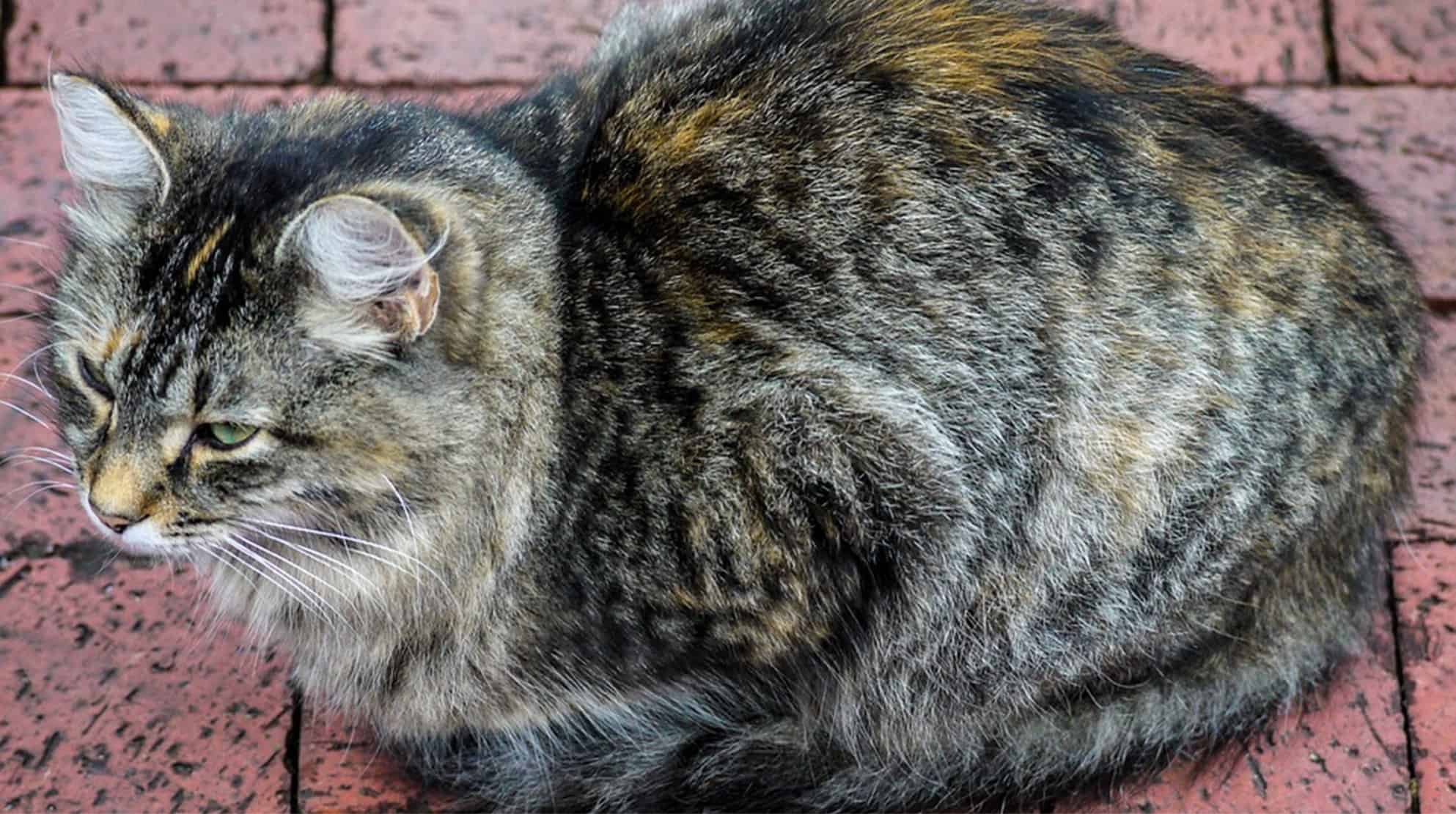 How To Keep Cats Off Patio Furniture? DIY HOME GURU