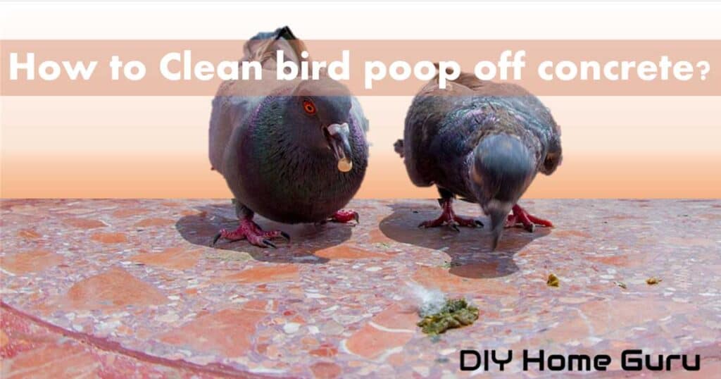 How to clean bird poop off the patio? In easytofollow steps. DIY